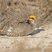 Lesser Prairie-Chicken